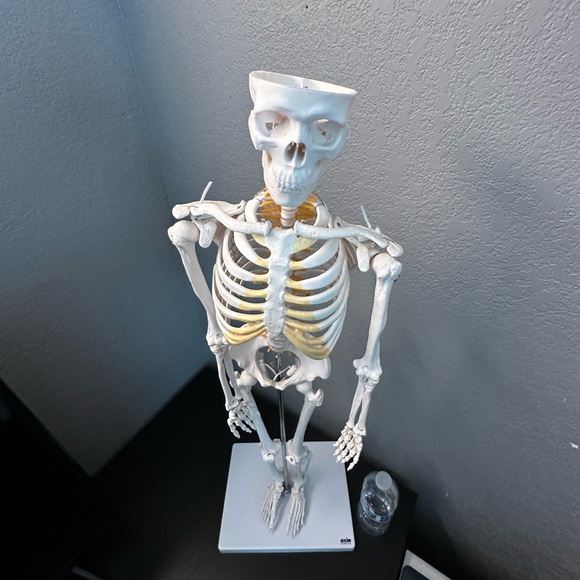 Skeleton Model - Picture 3 of 5